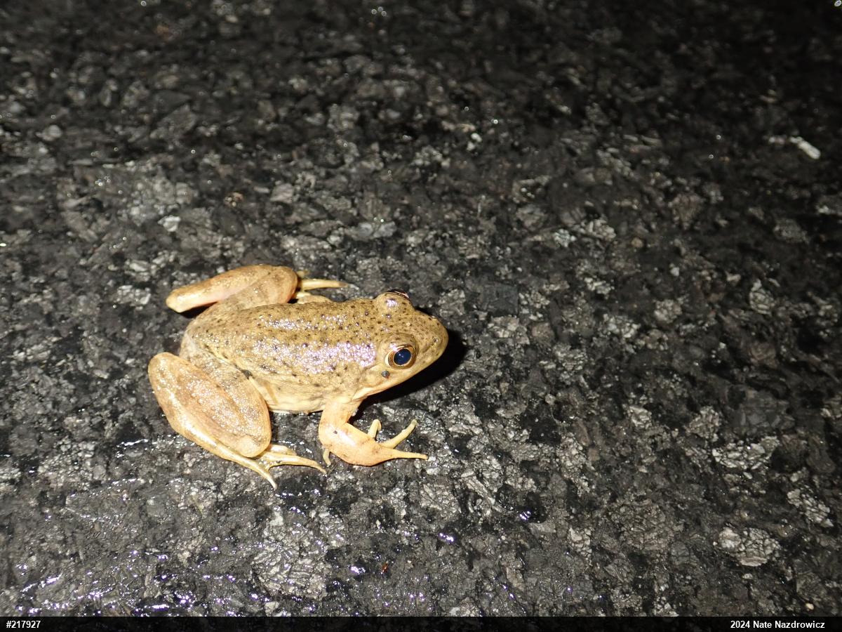 American Bullfrog