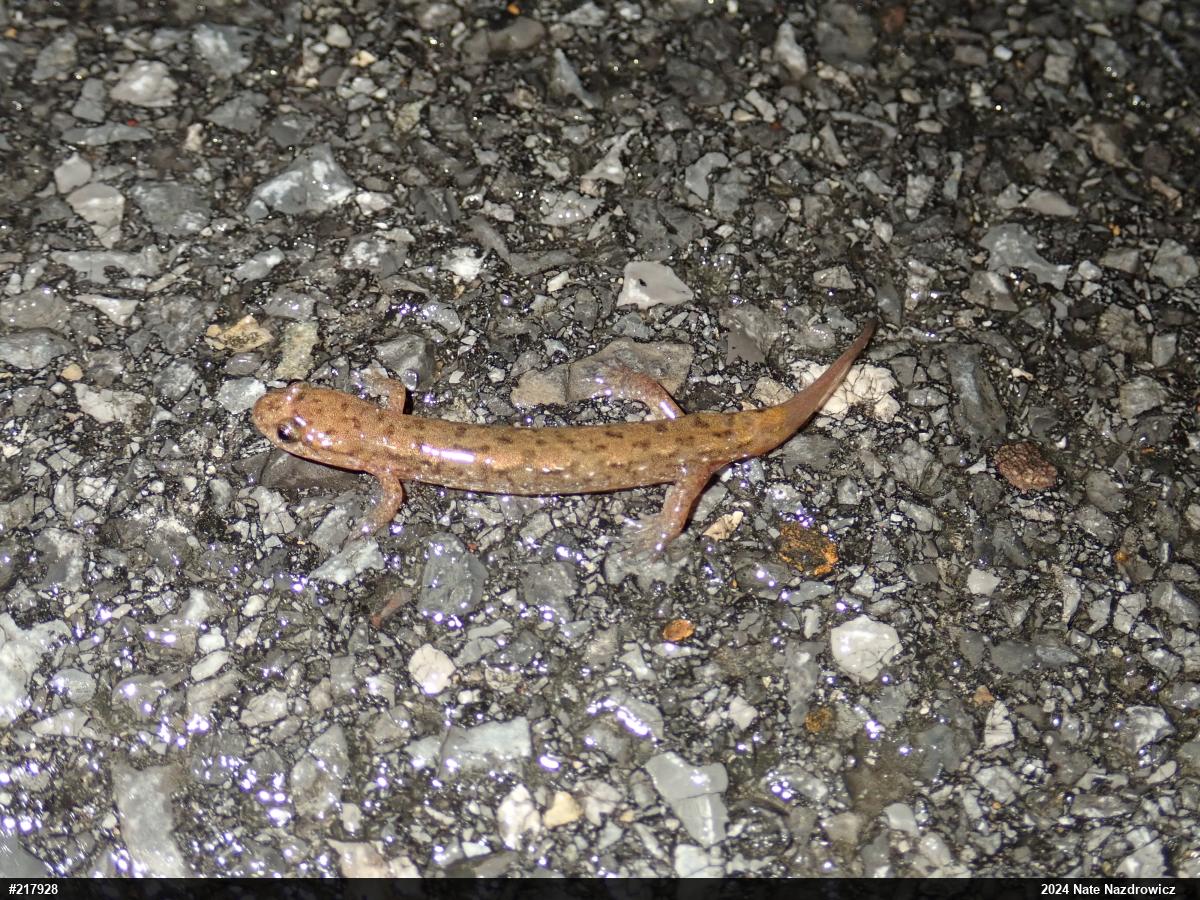 Northern Dusky Salamander