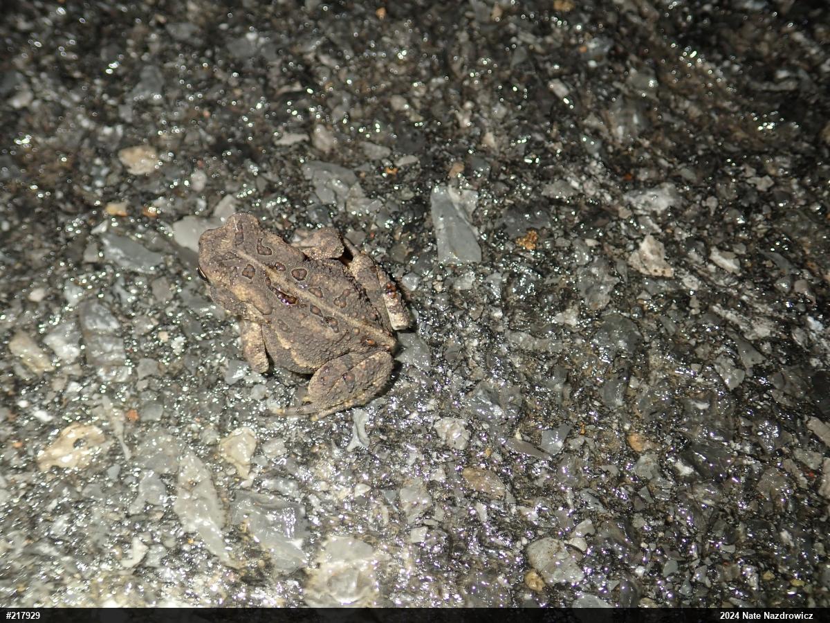 Eastern American Toad