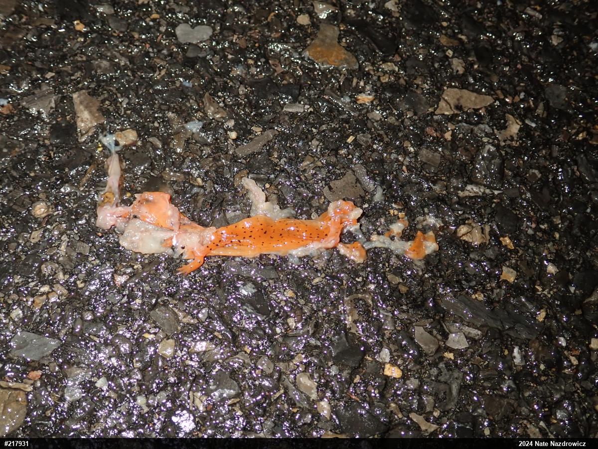 Northern Red Salamander