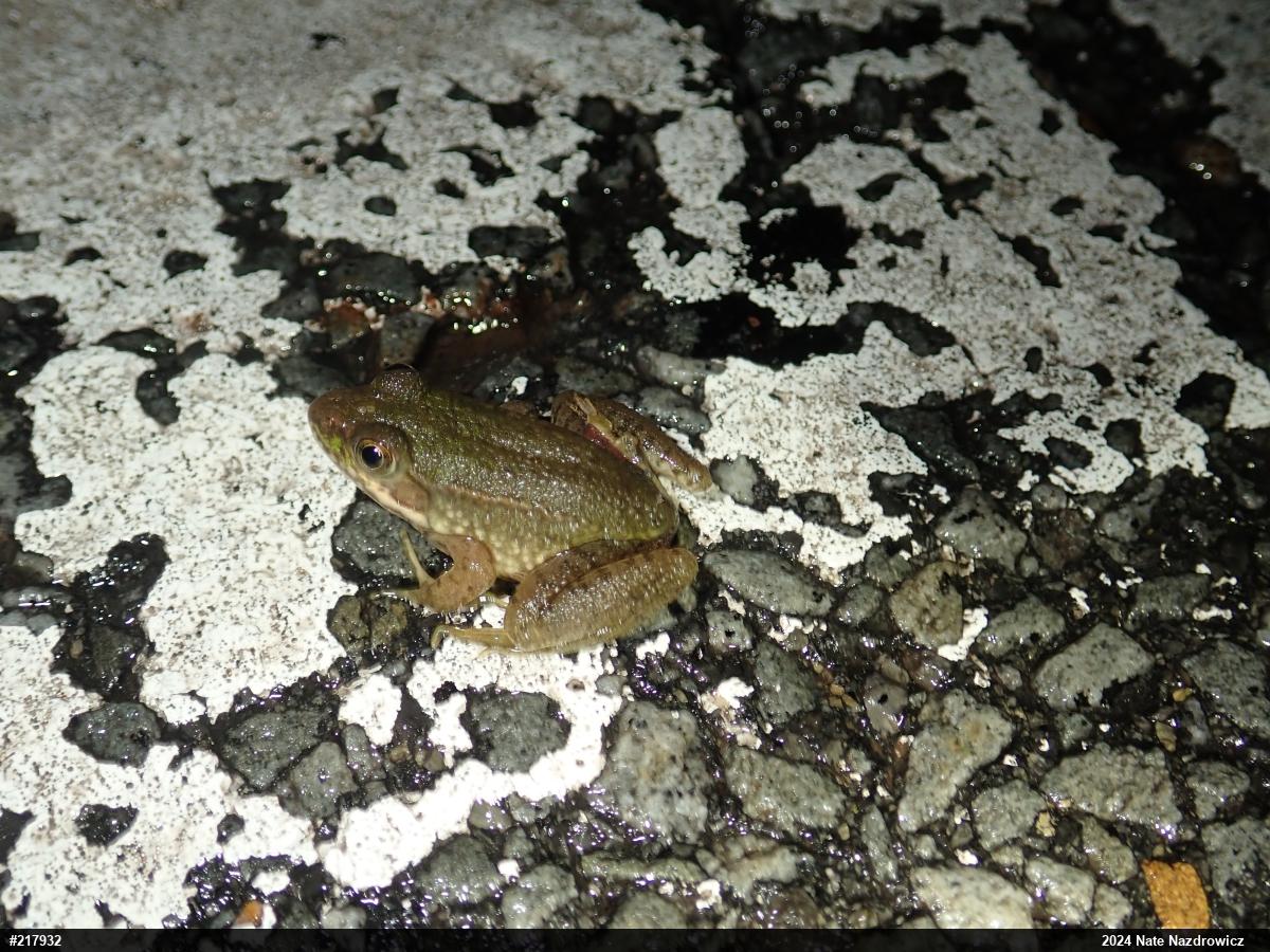 Green Frog