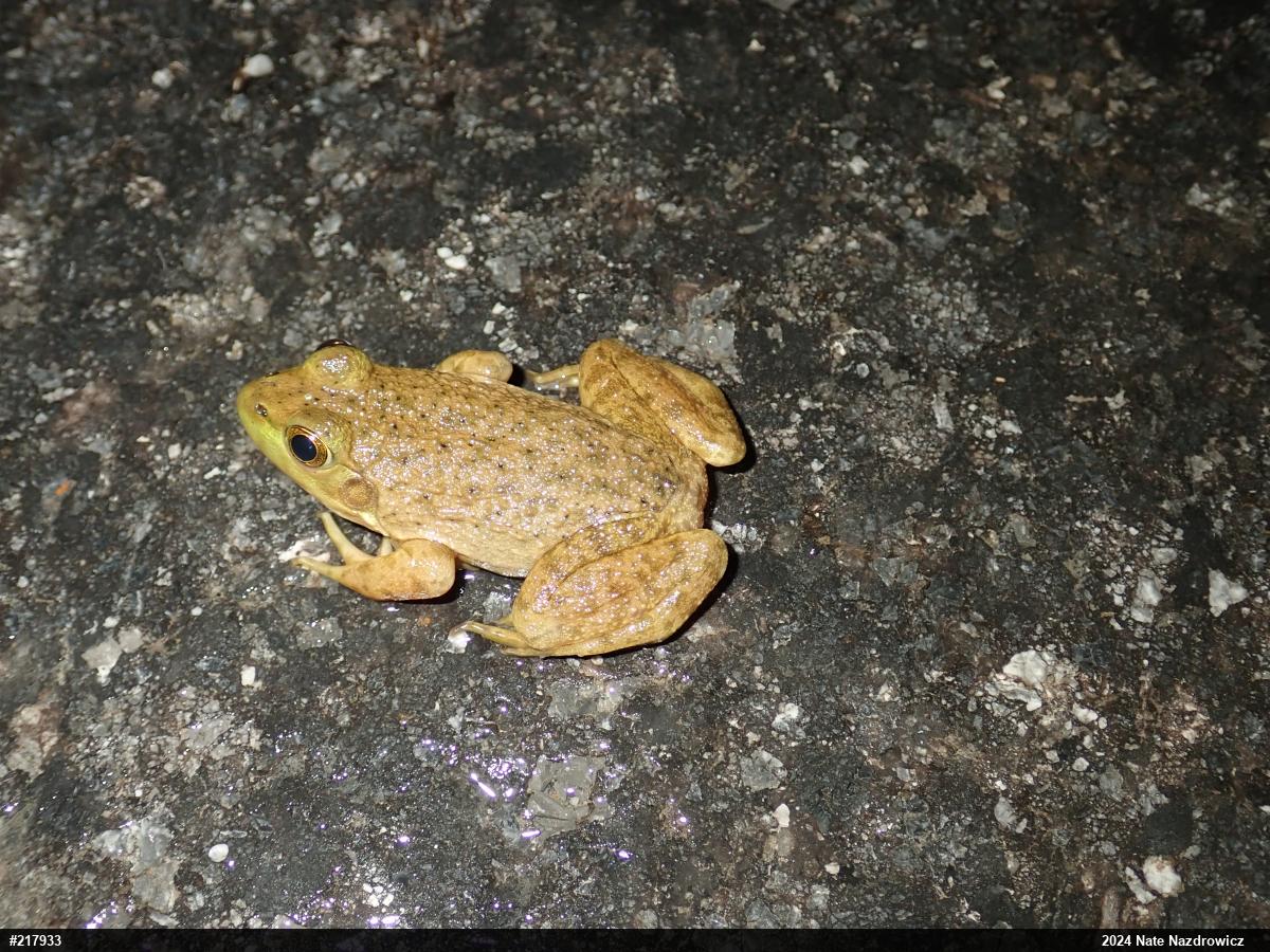 American Bullfrog