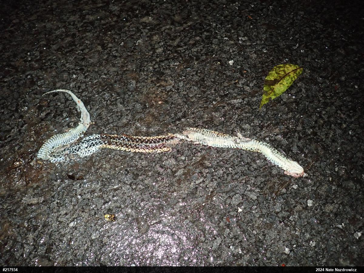 Eastern Gartersnake