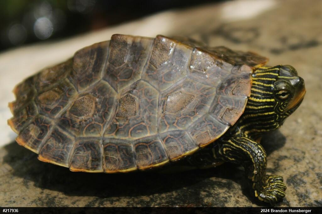 Northern Map Turtle