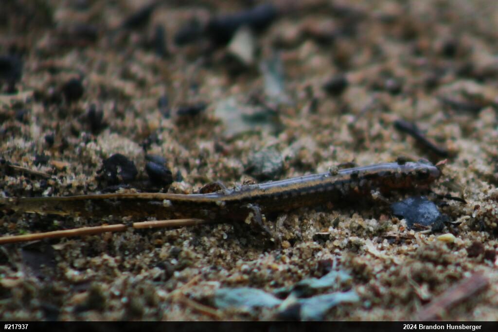 Northern Two-lined Salamander
