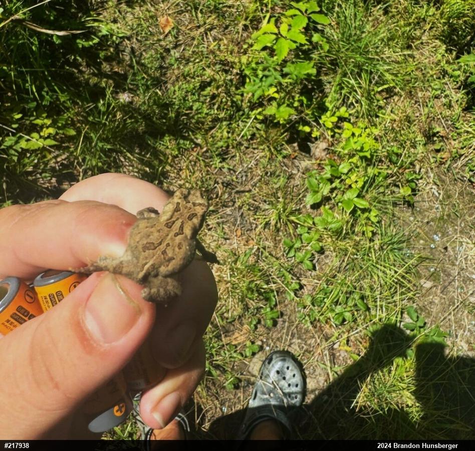 Eastern American Toad