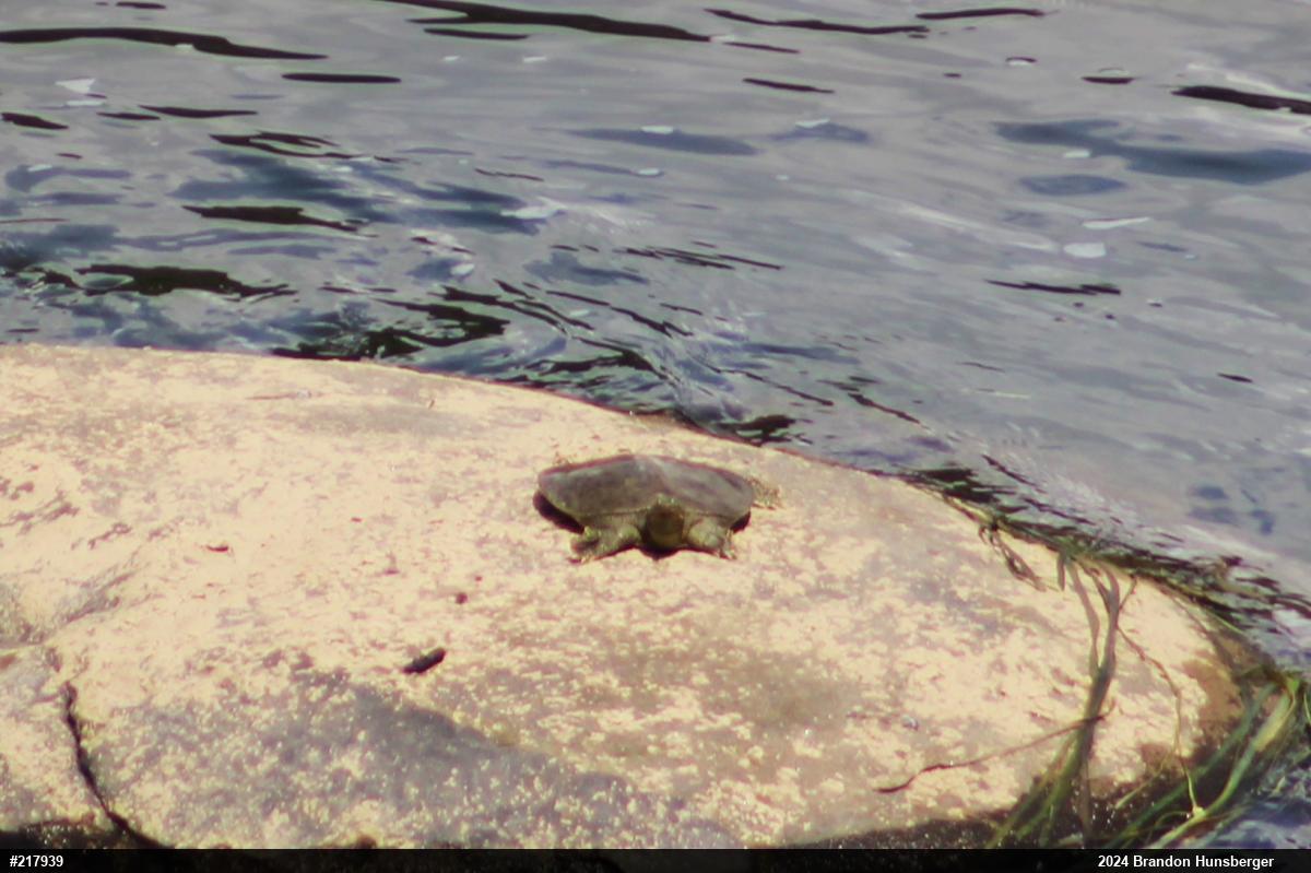 Eastern Spiny Softshell