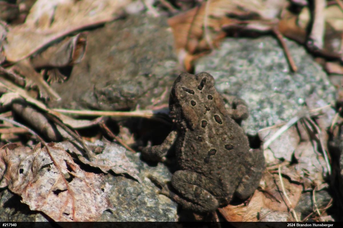 Eastern American Toad