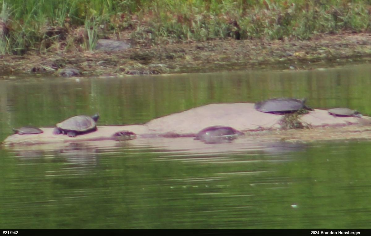 Northern Map Turtle