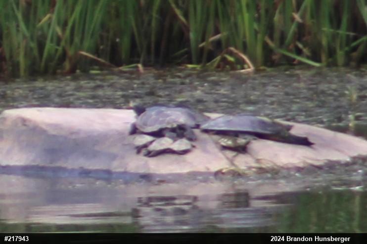 Northern Map Turtle