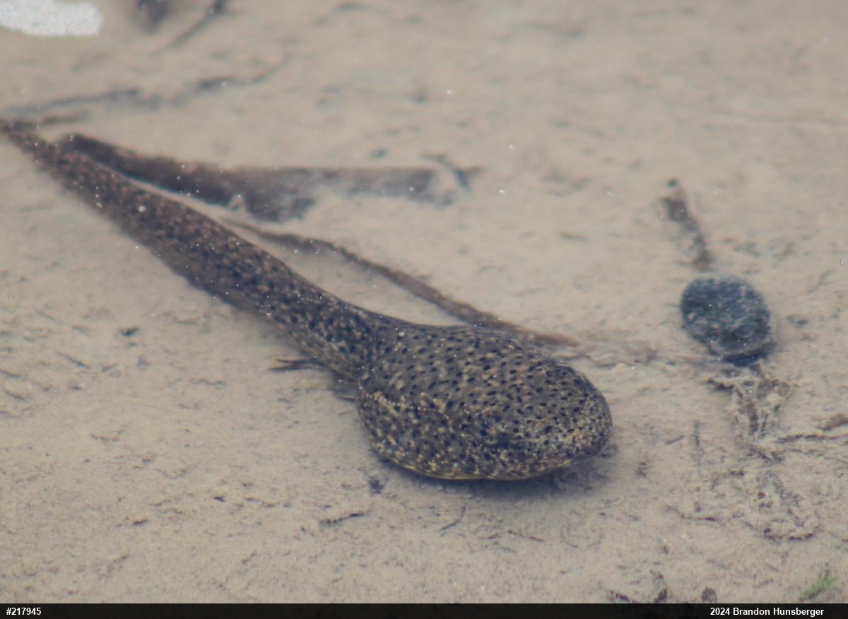 American Bullfrog
