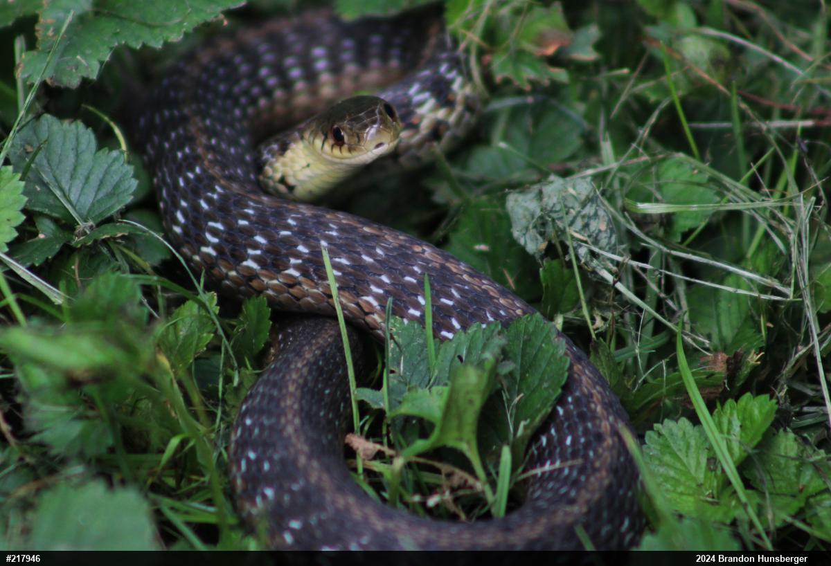 Eastern Gartersnake