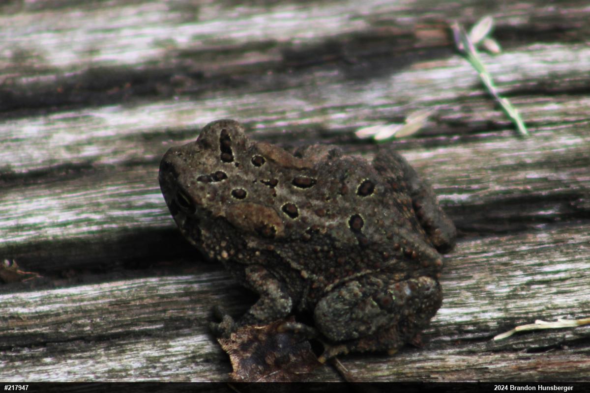 Eastern American Toad
