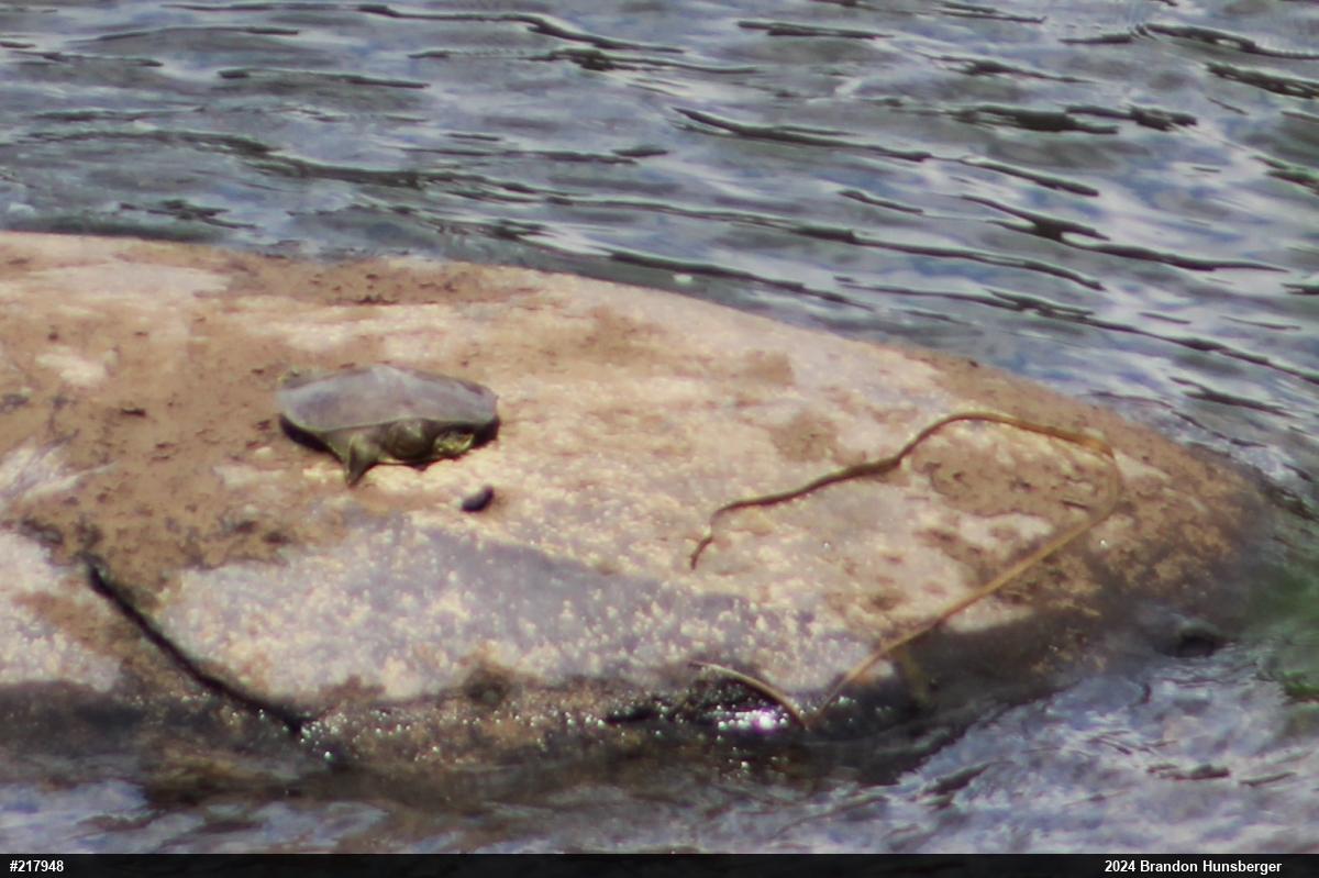 Eastern Spiny Softshell