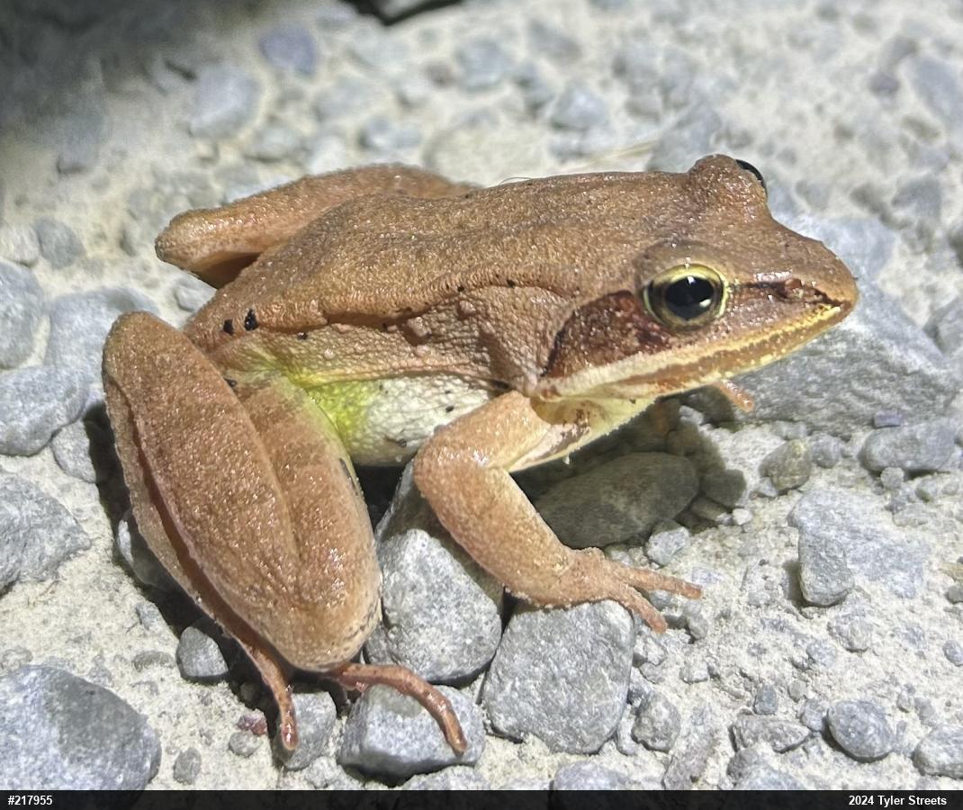 Wood Frog