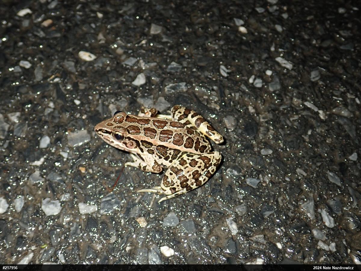 Pickerel Frog