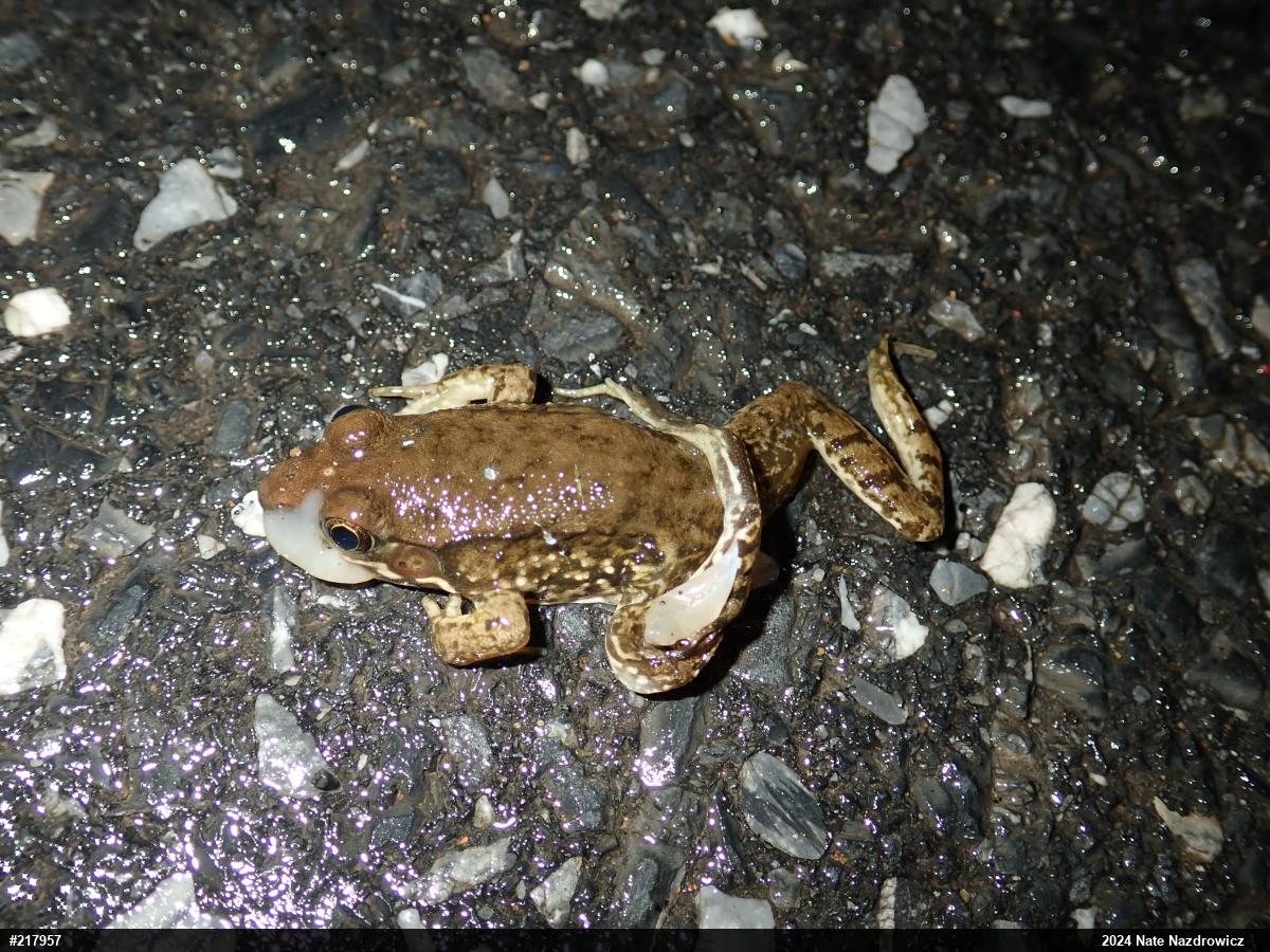 Green Frog
