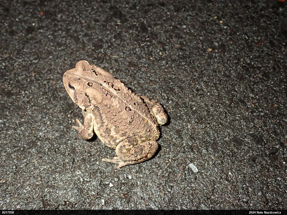 Eastern American Toad
