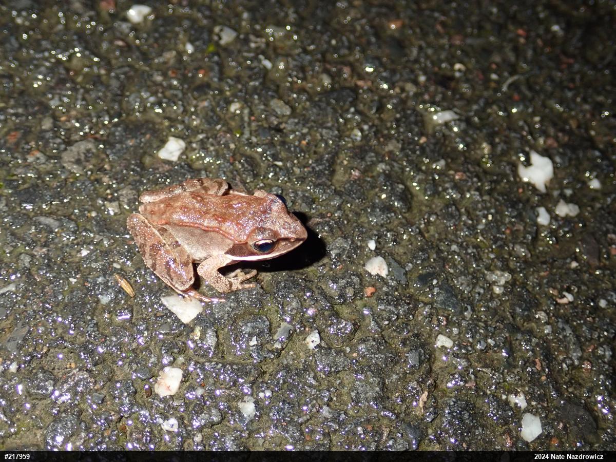 Wood Frog