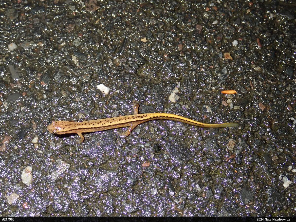 Northern Two-lined Salamander