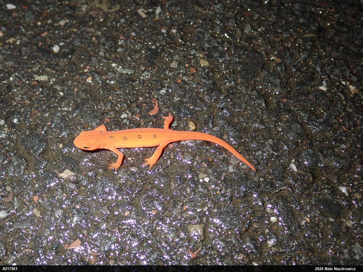 Red-spotted Newt