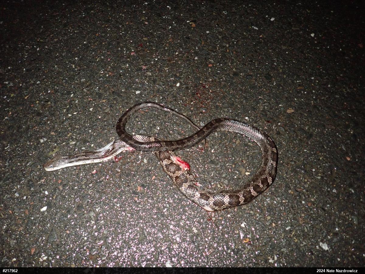 Eastern Ratsnake
