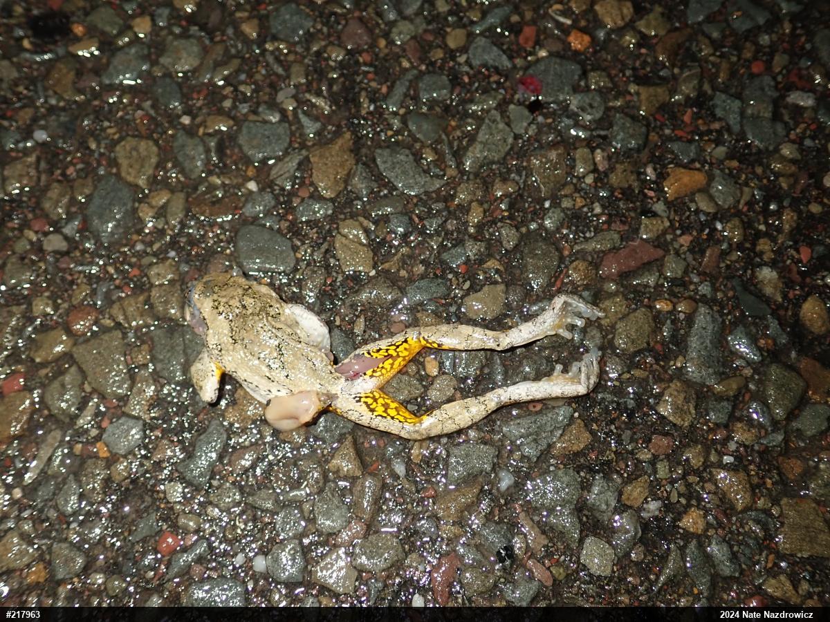 Unknown Gray Treefrog