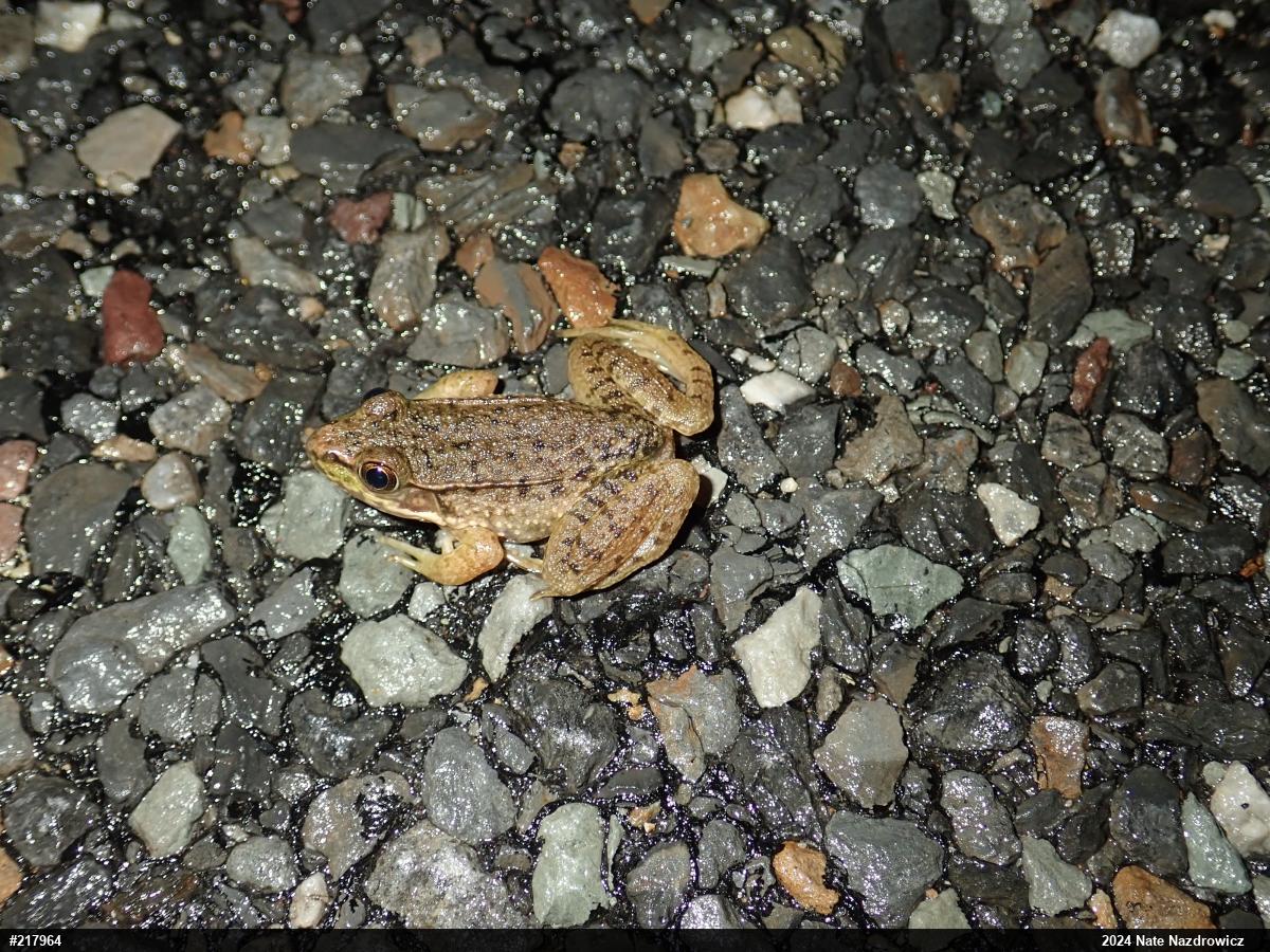 Green Frog