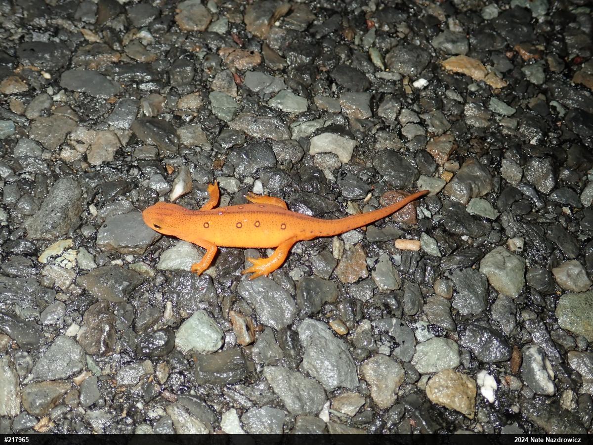 Red-spotted Newt