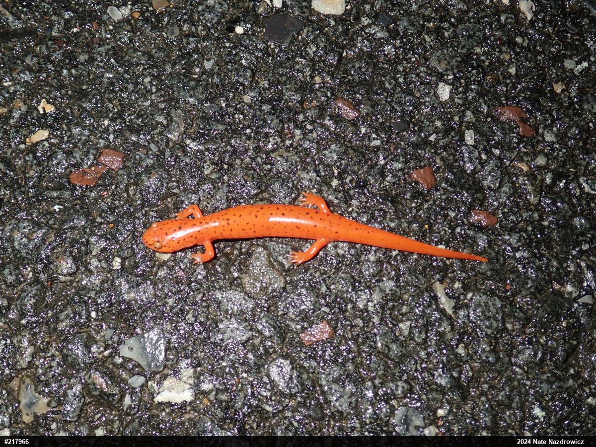 Northern Red Salamander
