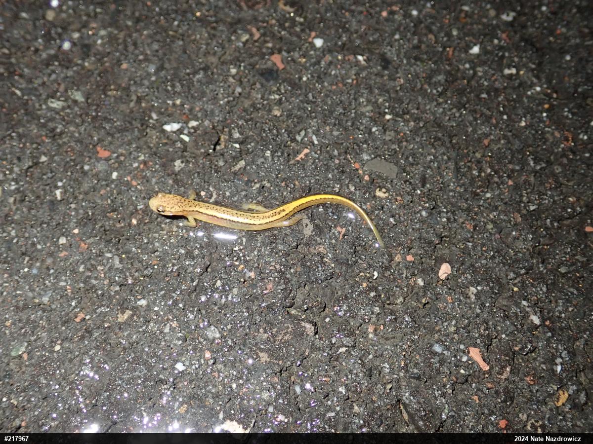 Northern Two-lined Salamander