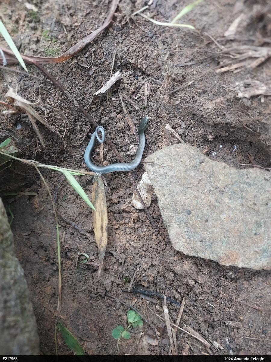 Smooth Greensnake