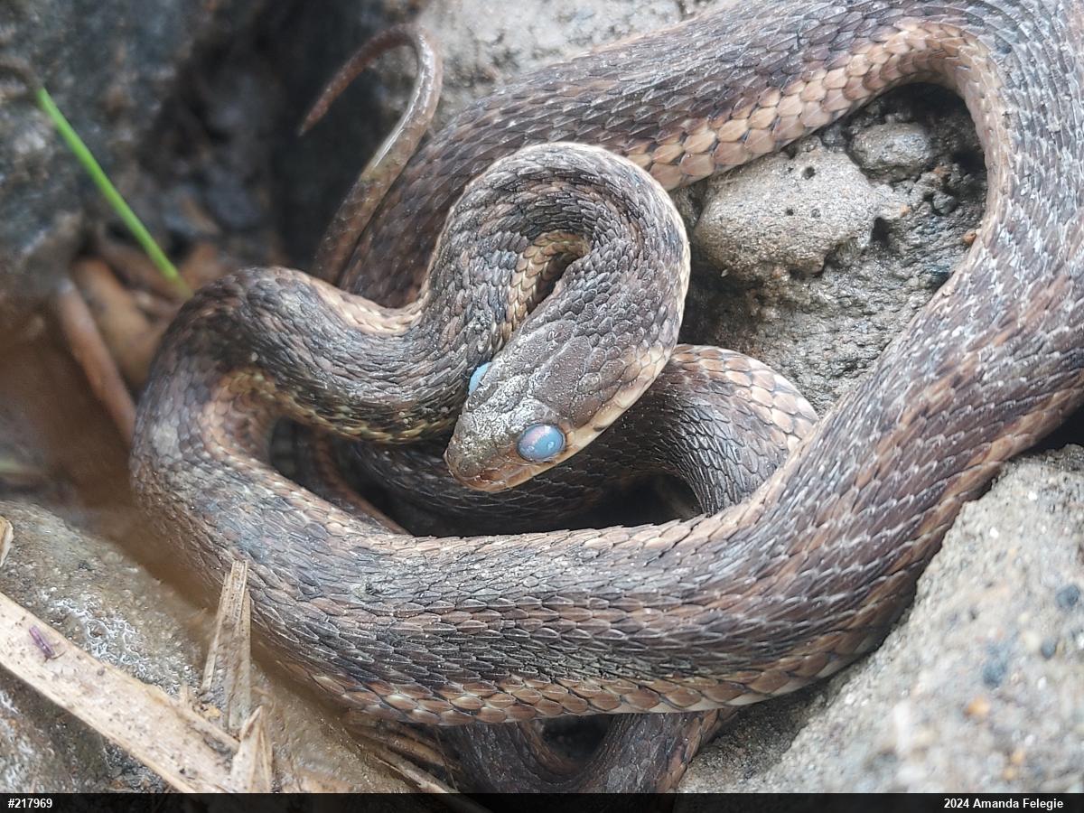Eastern Gartersnake