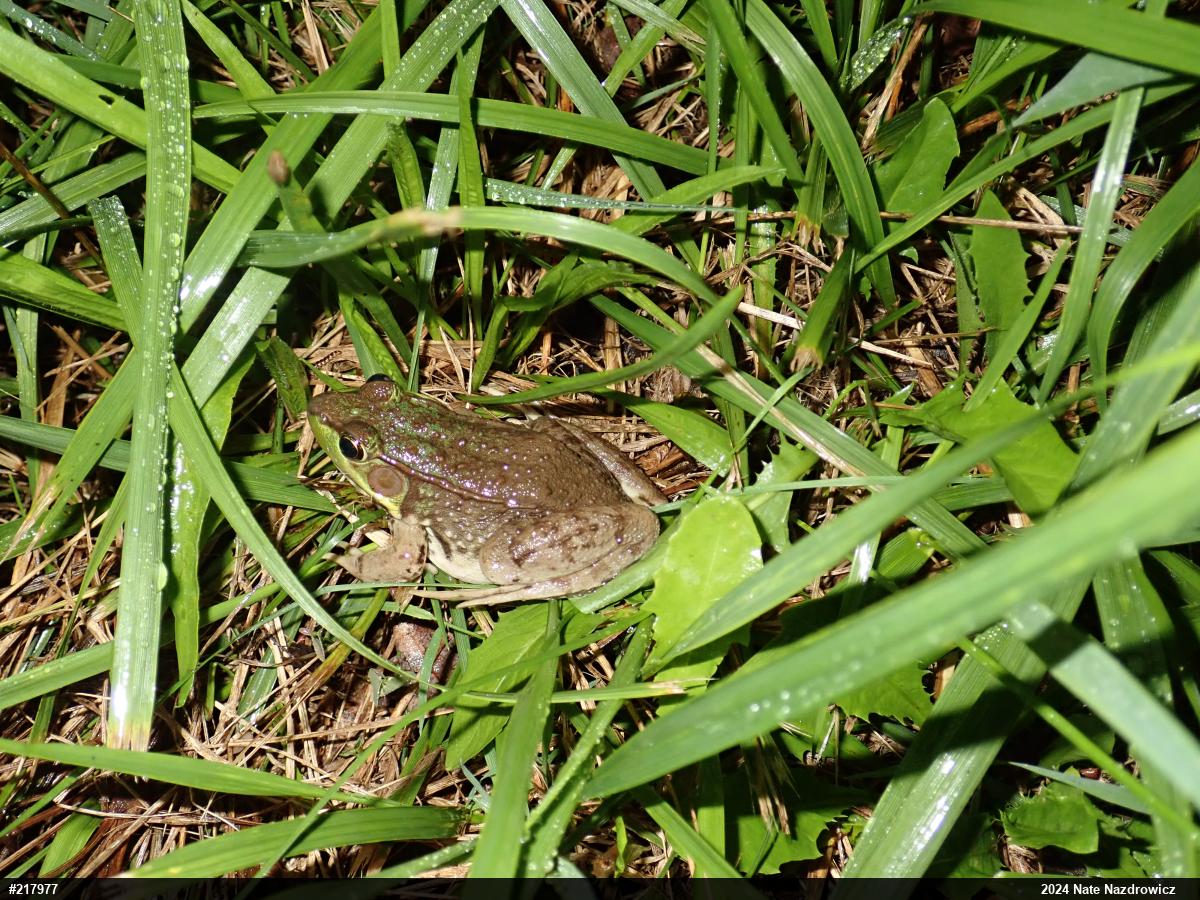 Green Frog