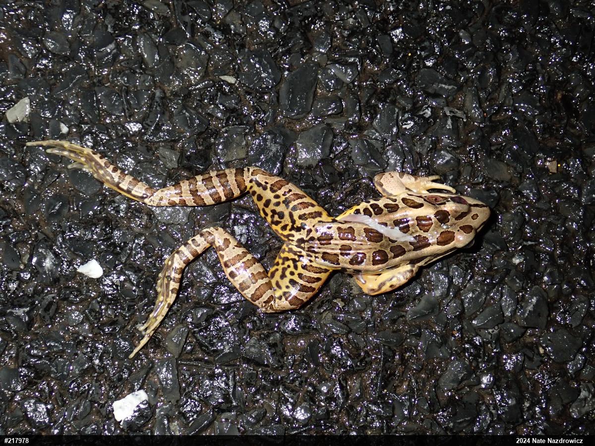 Pickerel Frog