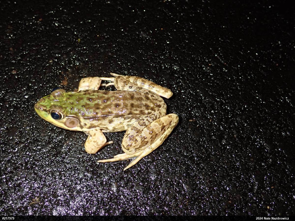 Green Frog