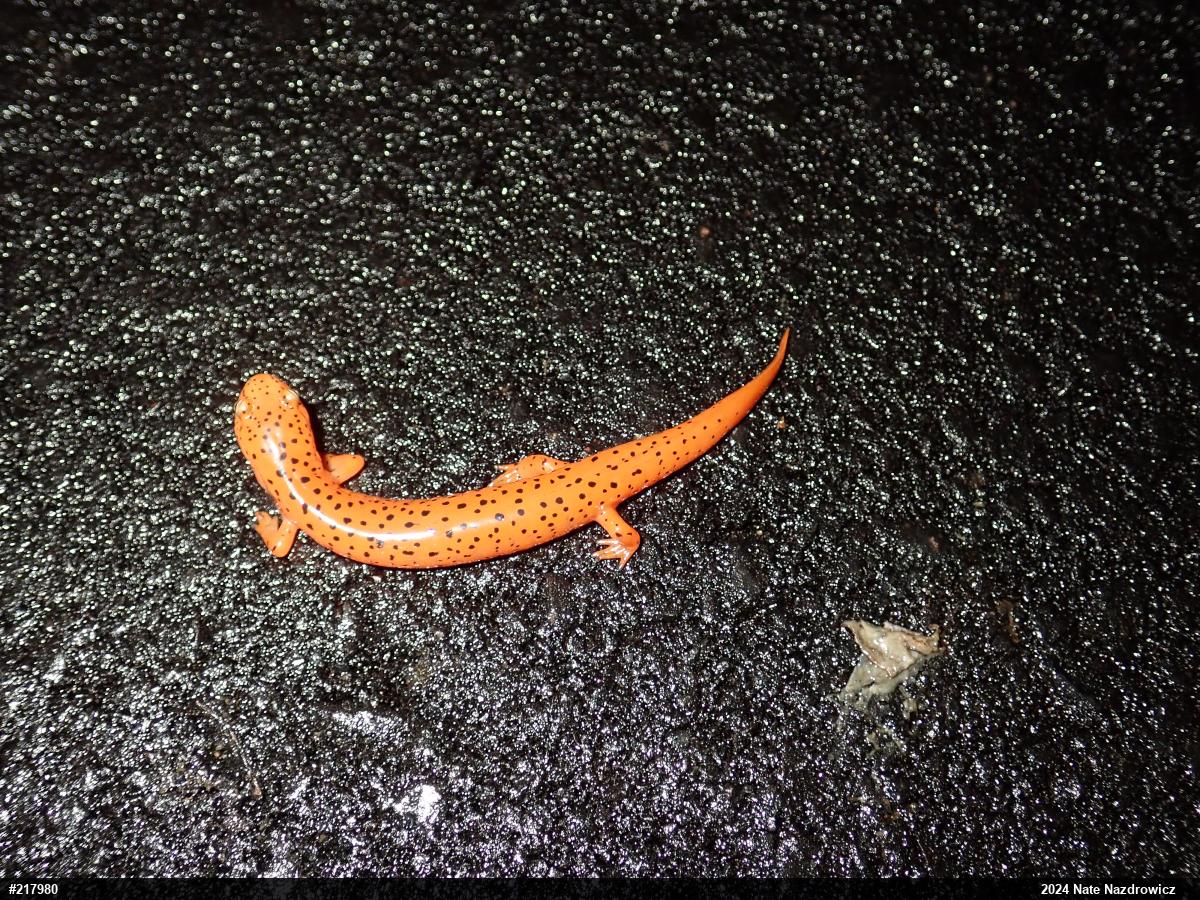 Northern Red Salamander
