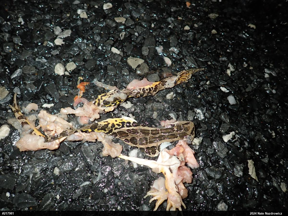Pickerel Frog