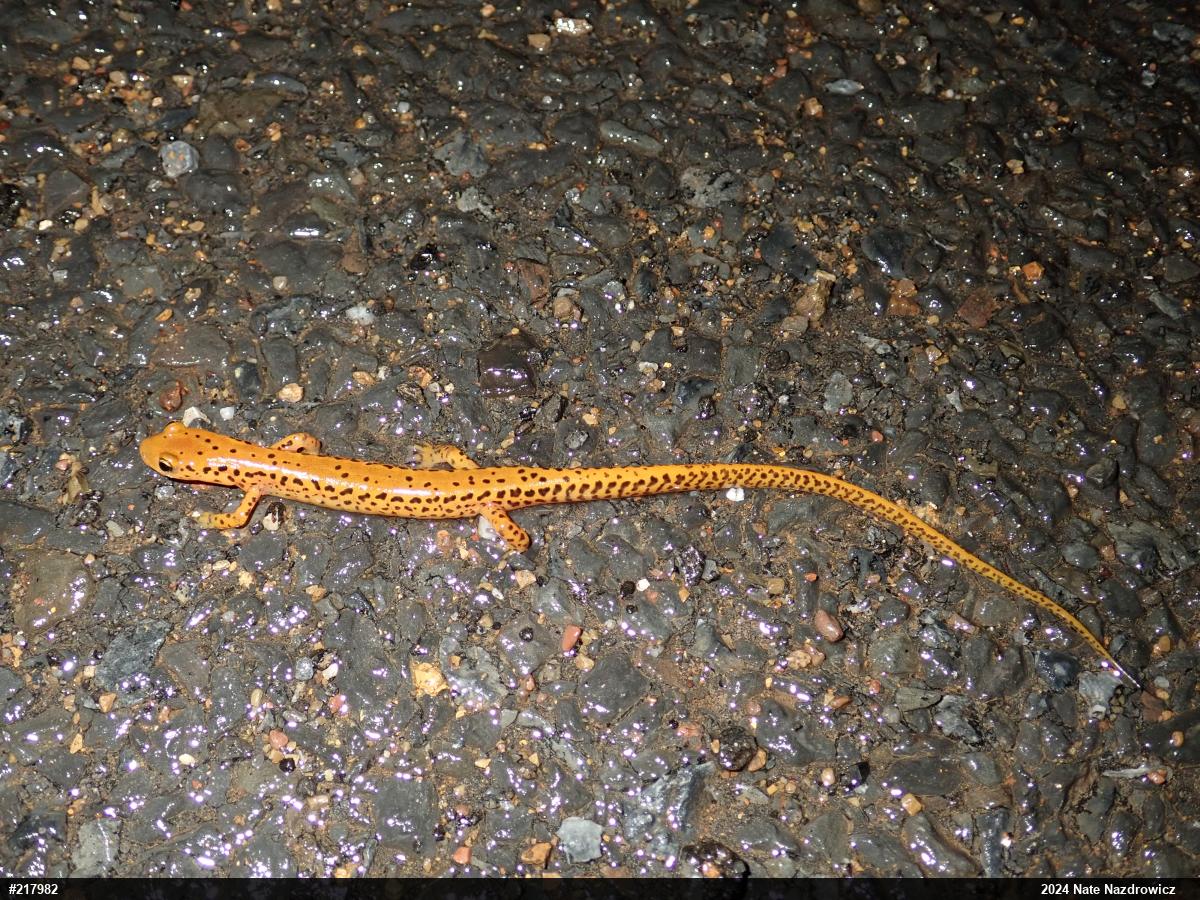 Eastern Long-tailed Salamander