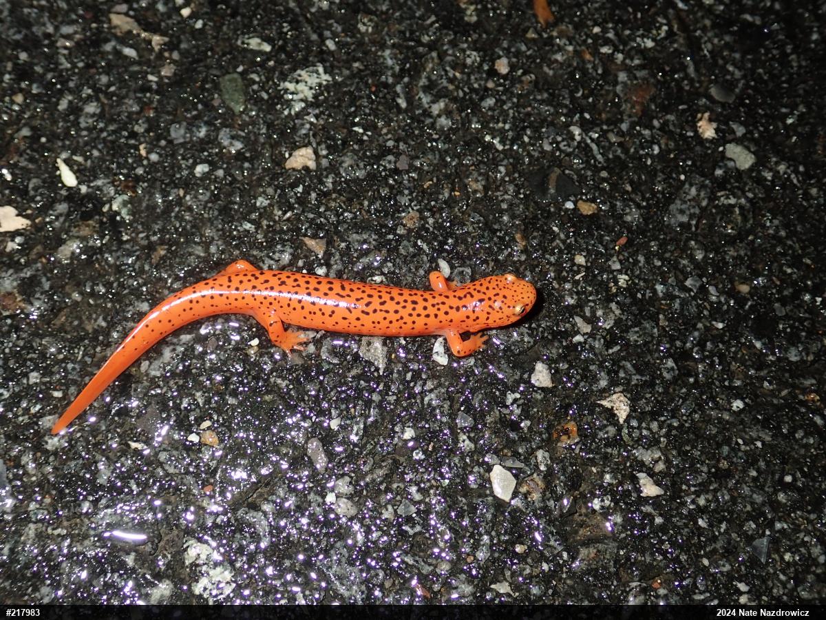 Northern Red Salamander