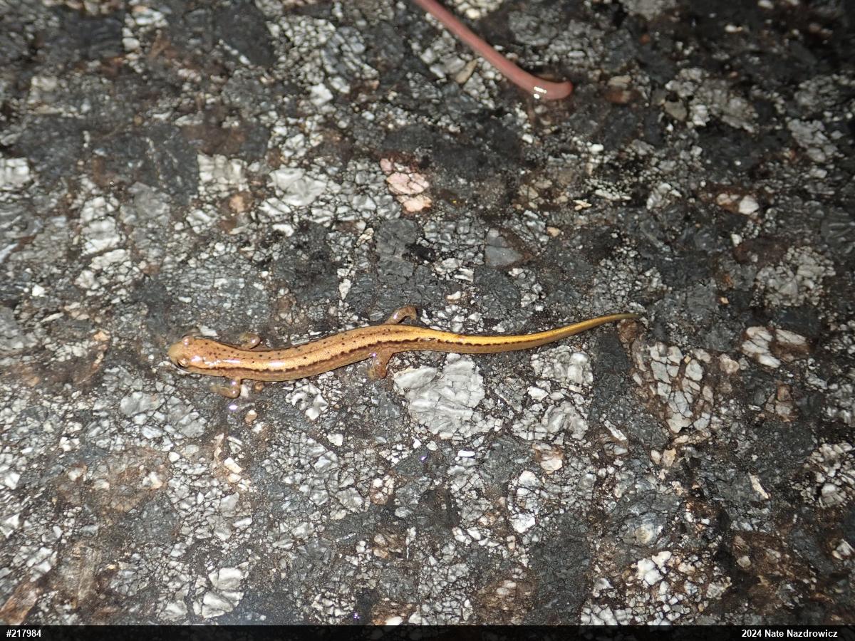 Northern Two-lined Salamander