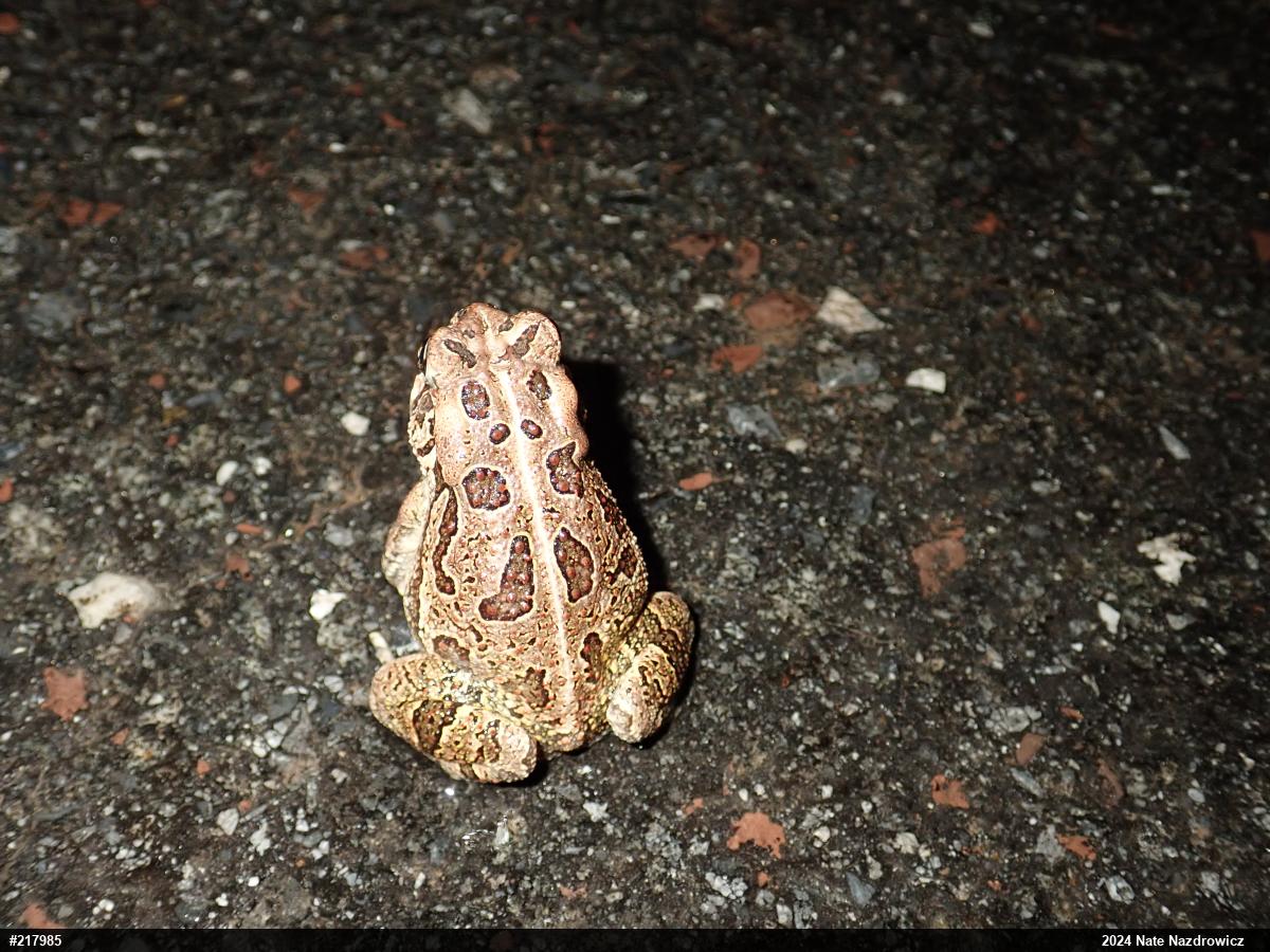 Fowler's Toad