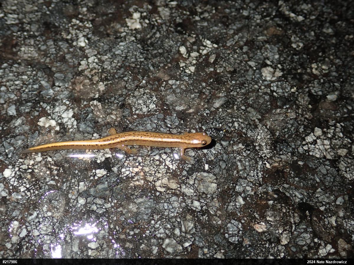 Northern Two-lined Salamander