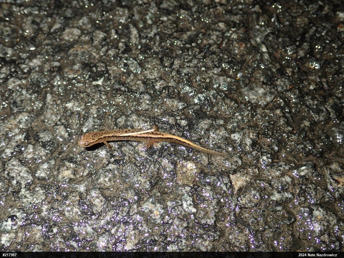 Northern Two-lined Salamander
