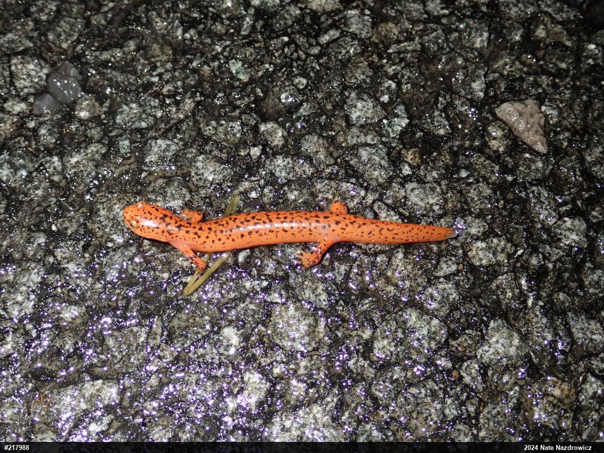 Northern Red Salamander