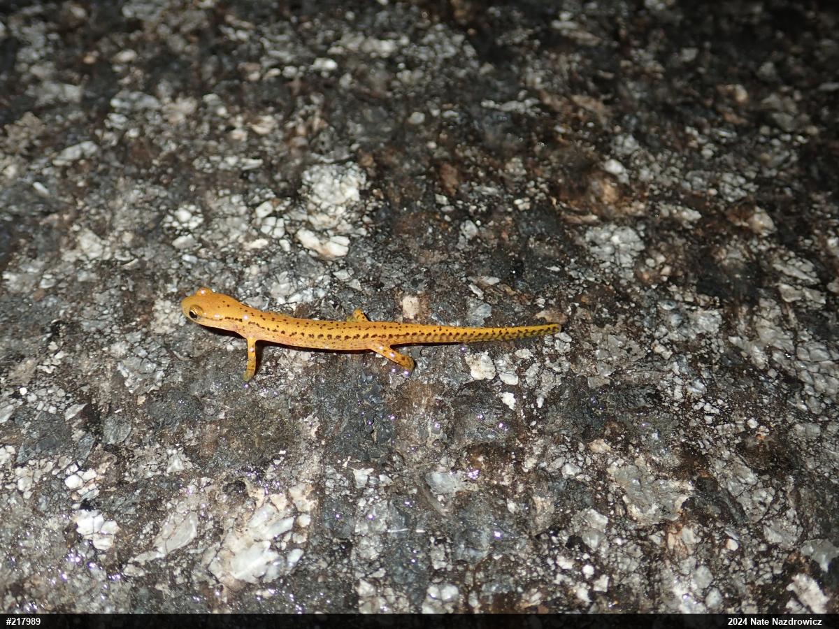Eastern Long-tailed Salamander