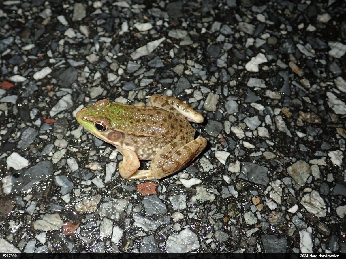 Green Frog