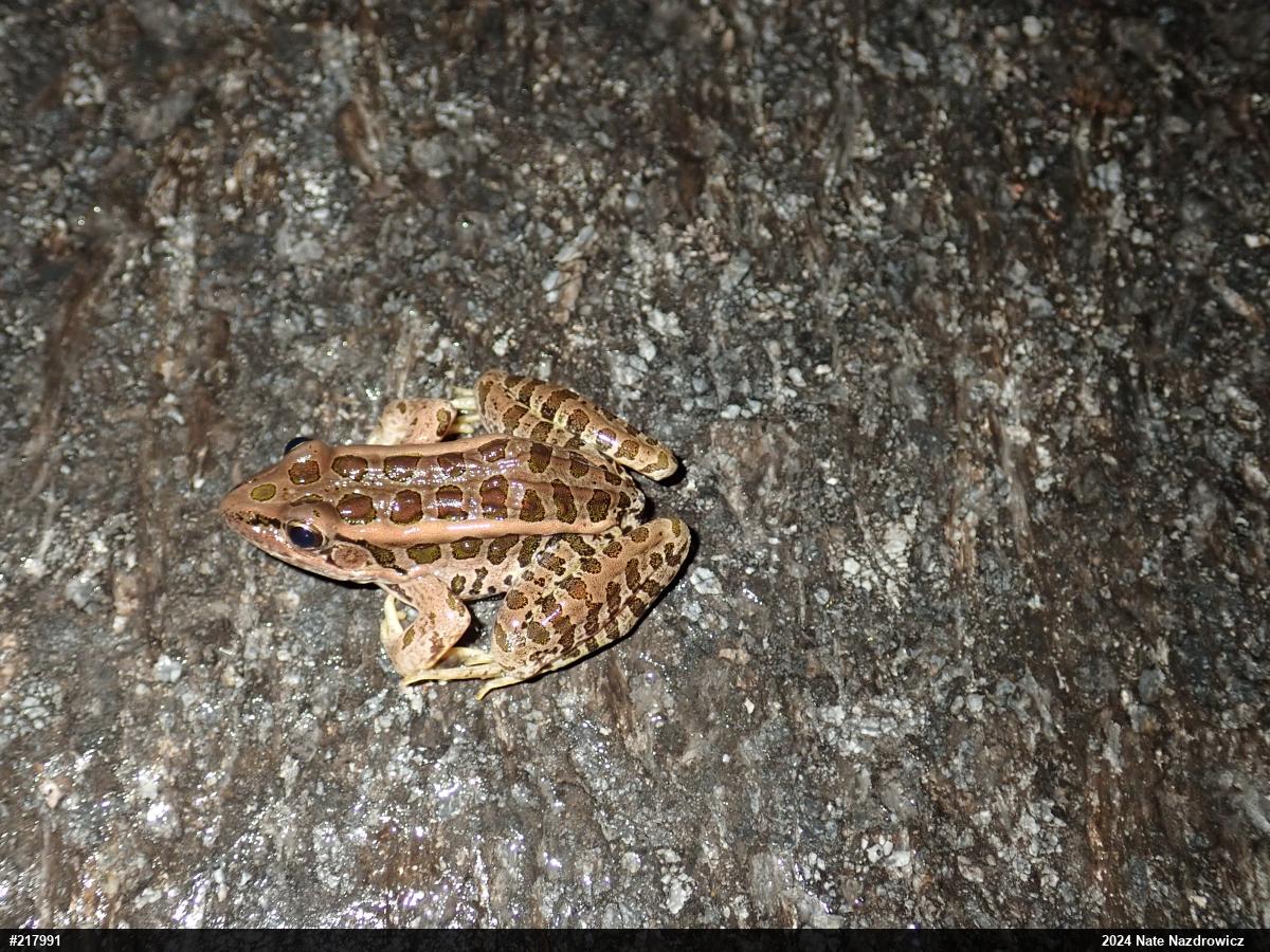 Pickerel Frog