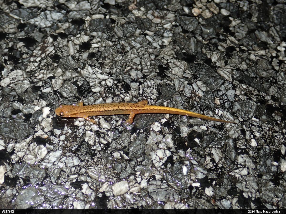 Northern Two-lined Salamander