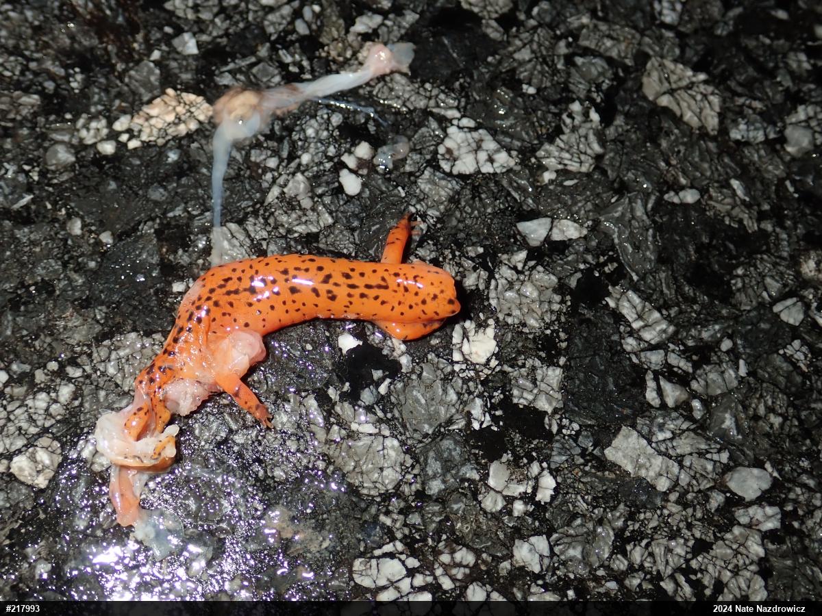Northern Red Salamander